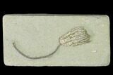 Fossil Crinoid (Sarocrinus) - Crawfordsville, Indiana #150424-1